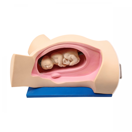 分娩機轉示教模型